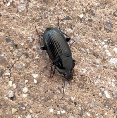 Carabidae sp. (family) (A ground beetle) at Amaroo, ACT - 27 Dec 2022 by Hejor1