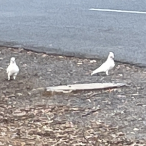 Cacatua sanguinea at Belconnen, ACT - 28 Dec 2022