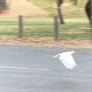 Cacatua sanguinea at Belconnen, ACT - 28 Dec 2022