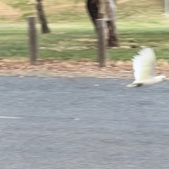 Cacatua sanguinea at Belconnen, ACT - 28 Dec 2022