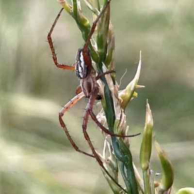 Plebs bradleyi (Enamelled spider) at Belconnen, ACT - 28 Dec 2022 by Hejor1