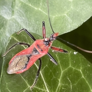 Gminatus australis at Braddon, ACT - 31 Dec 2022