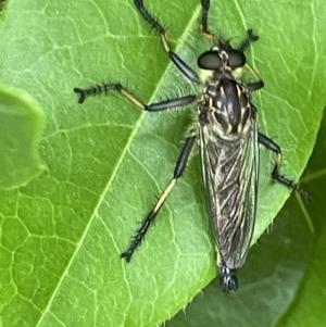 Zosteria rosevillensis at Braddon, ACT - 31 Dec 2022 11:53 AM