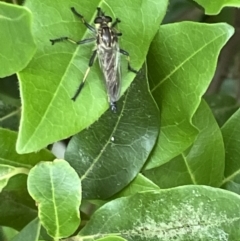 Zosteria rosevillensis at Braddon, ACT - 31 Dec 2022 11:53 AM