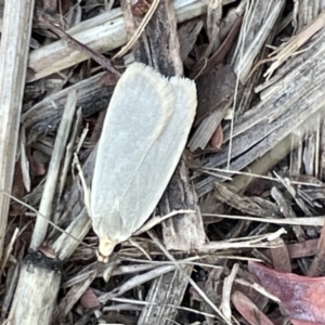 Philobota (genus) at Casey, ACT - 26 Dec 2022