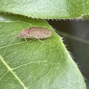 Micromus tasmaniae at Braddon, ACT - 31 Dec 2022