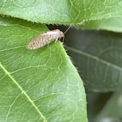 Micromus tasmaniae at Braddon, ACT - 31 Dec 2022