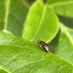 Steganopsis melanogaster at Braddon, ACT - 31 Dec 2022