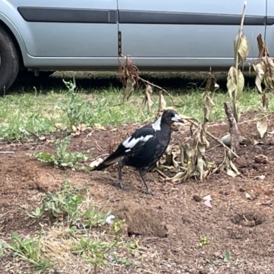 Gymnorhina tibicen (Australian Magpie) at City Renewal Authority Area - 31 Dec 2022 by Hejor1