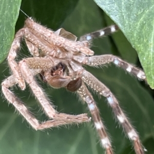 Neosparassus sp. (genus) at Braddon, ACT - 31 Dec 2022