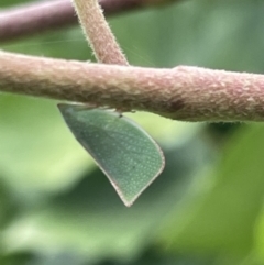 Siphanta acuta (Green planthopper, Torpedo bug) at Braddon, ACT - 31 Dec 2022 by Hejor1