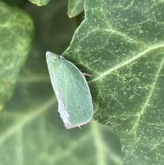 Siphanta acuta at Braddon, ACT - 31 Dec 2022 11:29 AM