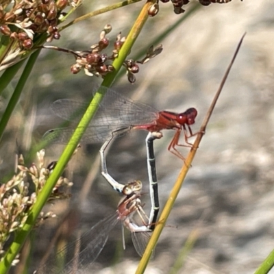 Xanthagrion erythroneurum (Red & Blue Damsel) at Casey, ACT - 1 Jan 2023 by Hejor1