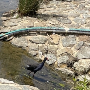 Porphyrio melanotus at Casey, ACT - 1 Jan 2023