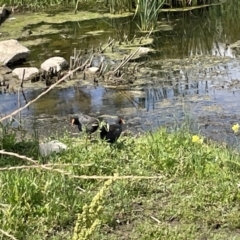 Gallinula tenebrosa (Dusky Moorhen) at Casey, ACT - 1 Jan 2023 by Hejor1