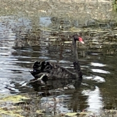 Cygnus atratus (Black Swan) at Casey, ACT - 1 Jan 2023 by Hejor1