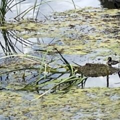 Tachybaptus novaehollandiae at Casey, ACT - 1 Jan 2023