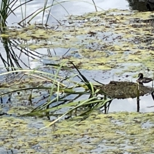 Tachybaptus novaehollandiae at Casey, ACT - 1 Jan 2023