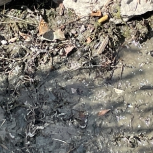 Junonia villida at Casey, ACT - 1 Jan 2023