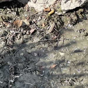 Junonia villida at Casey, ACT - 1 Jan 2023