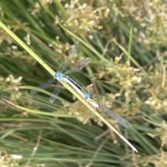 Austroagrion watsoni (Eastern Billabongfly) at Casey, ACT - 1 Jan 2023 by Hejor1