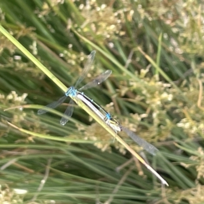 Austroagrion watsoni (Eastern Billabongfly) at Casey, ACT - 1 Jan 2023 by Hejor1