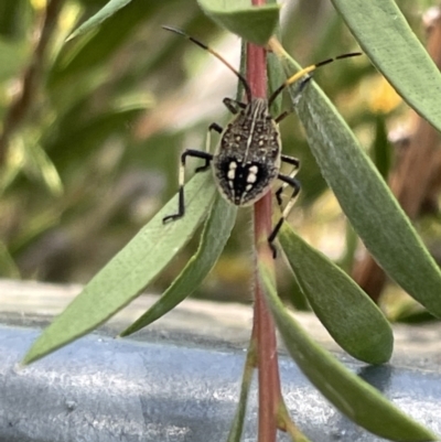 Theseus modestus (Gum tree shield bug) at Lyneham Wetland - 3 Jan 2023 by Hejor1