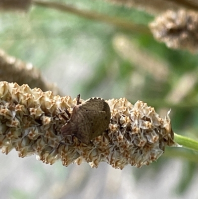 Dictyotus caenosus (Brown Shield Bug) at Lyneham Wetland - 3 Jan 2023 by Hejor1