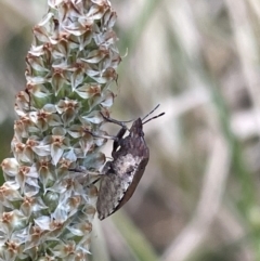 Dictyotus caenosus at Lyneham, ACT - 3 Jan 2023