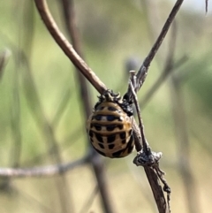 Harmonia conformis (Common Spotted Ladybird) at Lyneham, ACT - 3 Jan 2023 by Hejor1