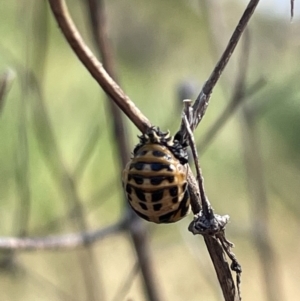 Harmonia conformis at Lyneham, ACT - 3 Jan 2023