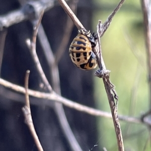 Harmonia conformis at Lyneham, ACT - 3 Jan 2023