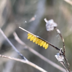 Harmonia conformis at Lyneham, ACT - 3 Jan 2023