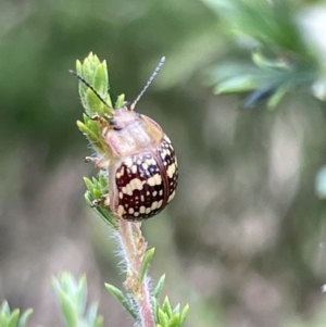 Paropsis pictipennis at Lyneham, ACT - 3 Jan 2023