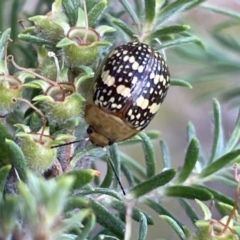 Paropsis pictipennis at Lyneham, ACT - 3 Jan 2023