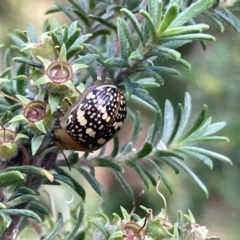 Paropsis pictipennis at Lyneham, ACT - 3 Jan 2023