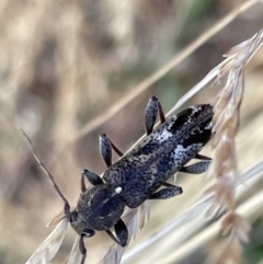 Phacodes personatus (Longhorn beetle) at Lyneham Wetland - 3 Jan 2023 by Hejor1