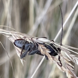 Phacodes personatus at Lyneham, ACT - 3 Jan 2023 03:38 PM