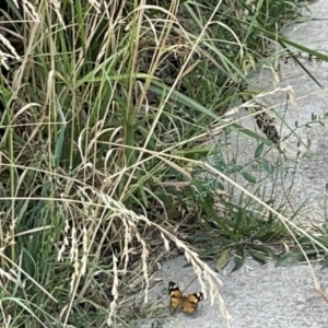 Heteronympha merope at Lyneham, ACT - 3 Jan 2023