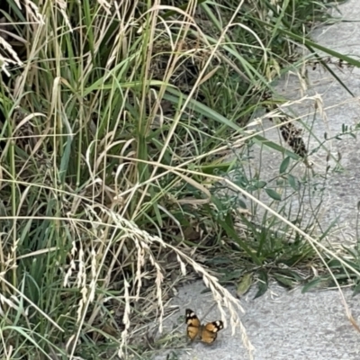 Heteronympha merope (Common Brown Butterfly) at Lyneham Wetland - 3 Jan 2023 by Hejor1