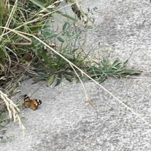 Heteronympha merope at Lyneham, ACT - 3 Jan 2023