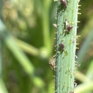 Aphididae (family) at Lyneham, ACT - 3 Jan 2023