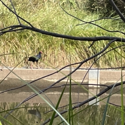 Porphyrio melanotus (Australasian Swamphen) at City Renewal Authority Area - 3 Jan 2023 by Hejor1