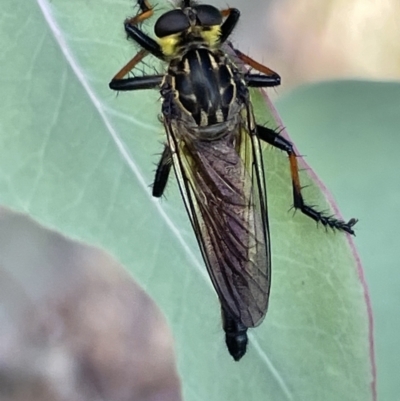 Zosteria rosevillensis (A robber fly) at Lyneham, ACT - 3 Jan 2023 by Hejor1