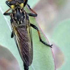 Zosteria rosevillensis at Lyneham, ACT - 3 Jan 2023