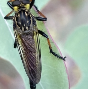 Zosteria rosevillensis at Lyneham, ACT - 3 Jan 2023