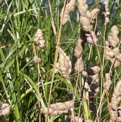 Dactylis glomerata (Cocksfoot) at Lyneham Wetland - 3 Jan 2023 by Hejor1