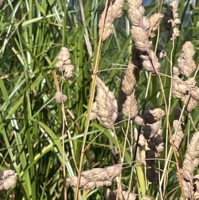 Dactylis glomerata (Cocksfoot) at Lyneham, ACT - 3 Jan 2023 by Hejor1