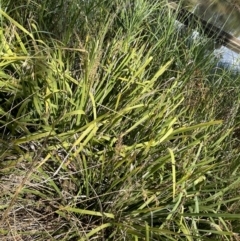 Lomandra longifolia (Spiny-headed Mat-rush, Honey Reed) at Lyneham, ACT - 3 Jan 2023 by Hejor1