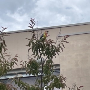 Platycercus eximius at Braddon, ACT - 31 Dec 2022